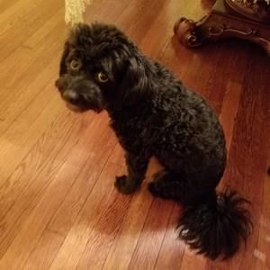 Meet your Posher, Martine